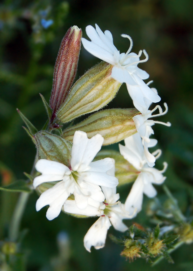 Image of Silene amoena specimen.