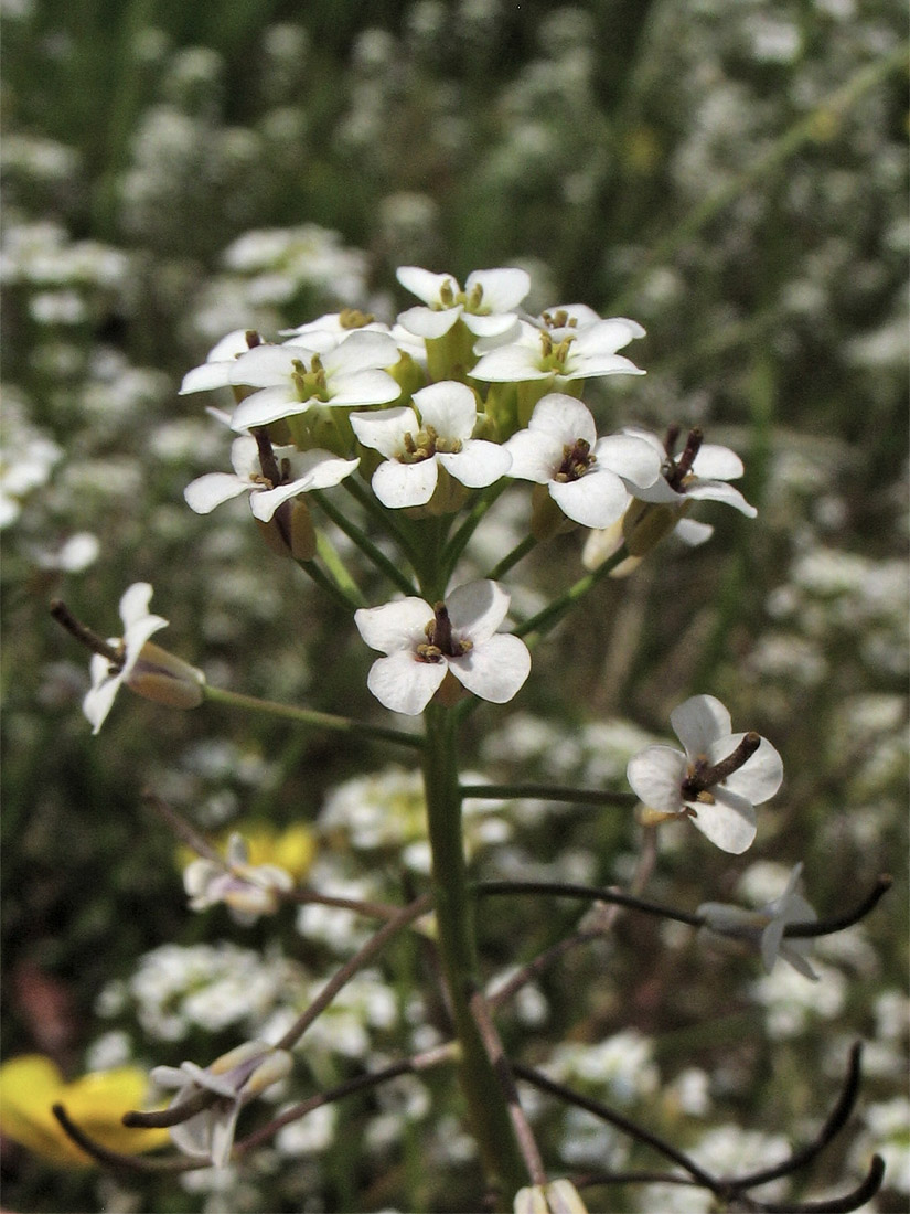 Image of Nasturtium microphyllum specimen.