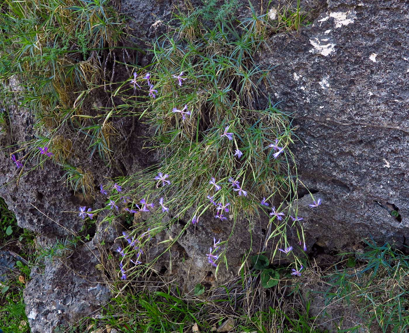 Image of Dianthus pendulus specimen.