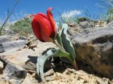 Tulipa alberti. Цветущее растение. Южный Казахстан, хребет Сырдарьинский Каратау, верх перевала Турлан, каменистый гребень гор, известняки. 9 мая 2017 г.