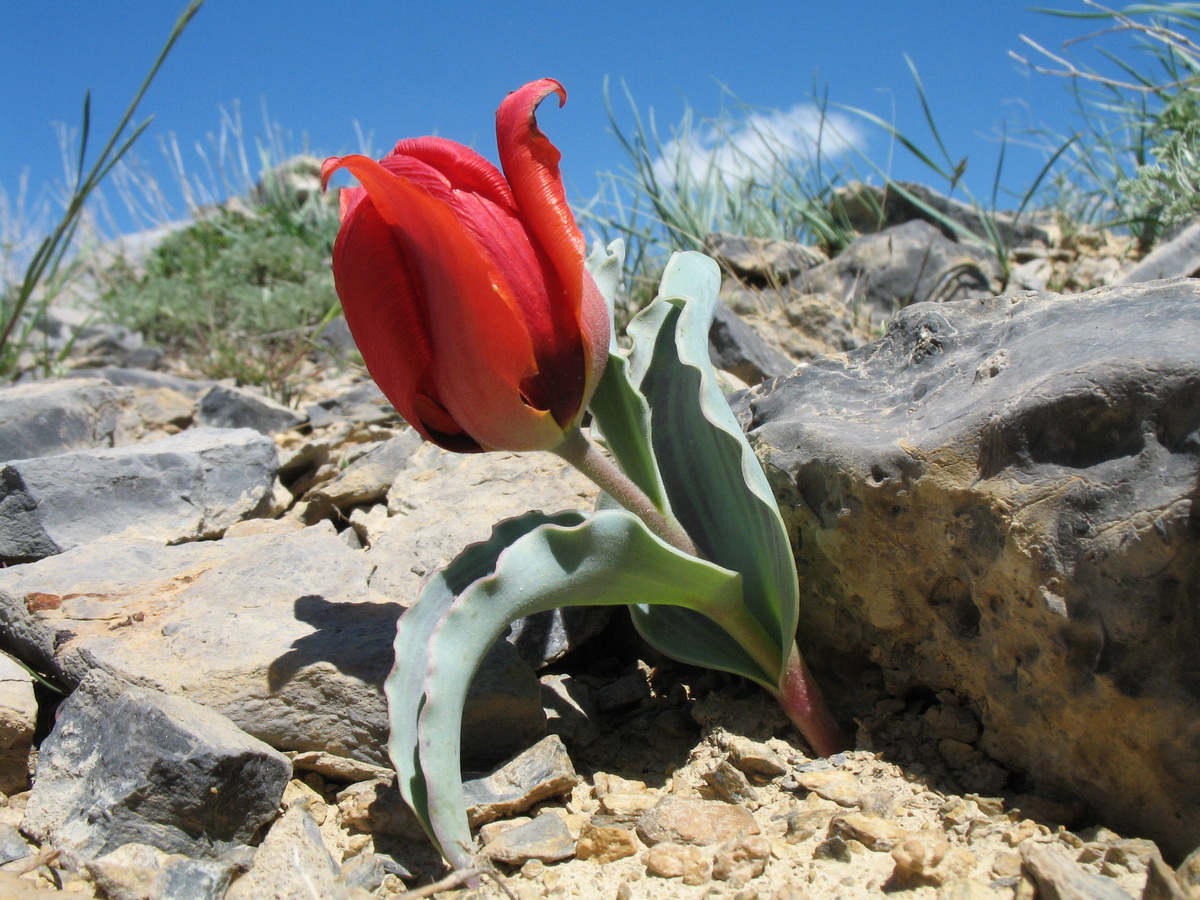 Изображение особи Tulipa alberti.