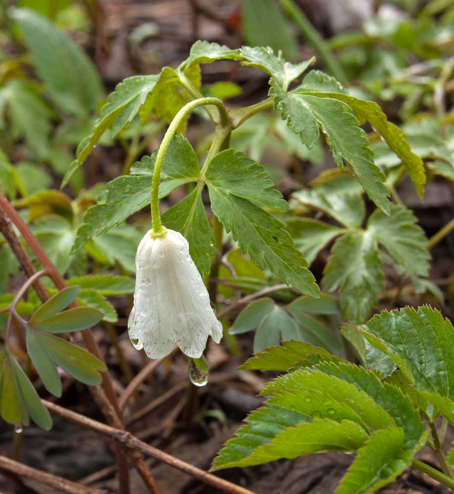 Image of Anemone altaica specimen.