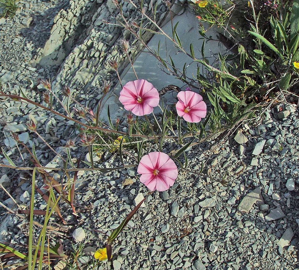 Image of Convolvulus cantabrica specimen.