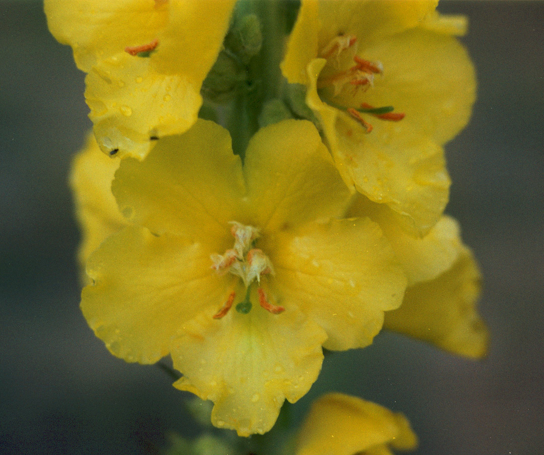 Изображение особи Verbascum densiflorum.