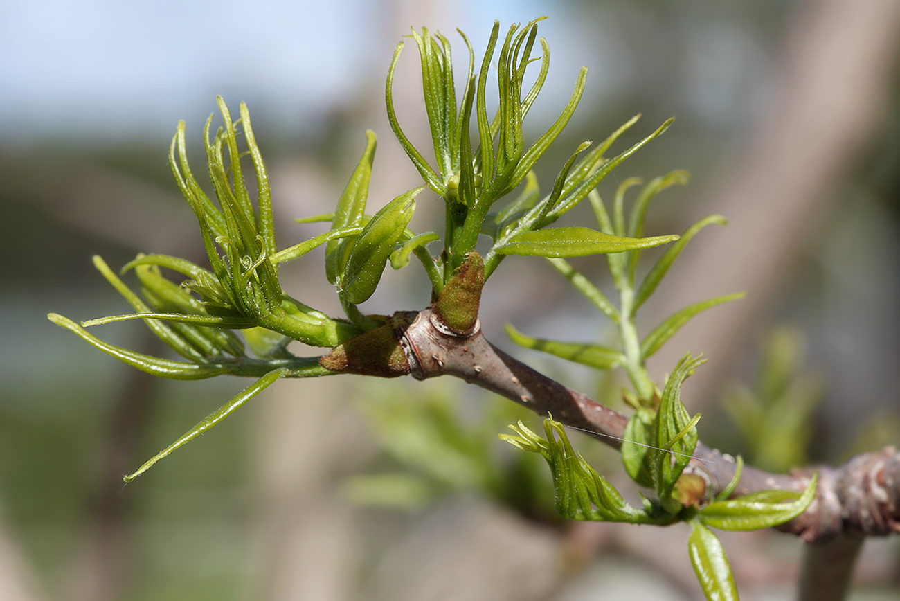 Image of Phellodendron amurense specimen.