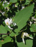 Lonicera tatarica