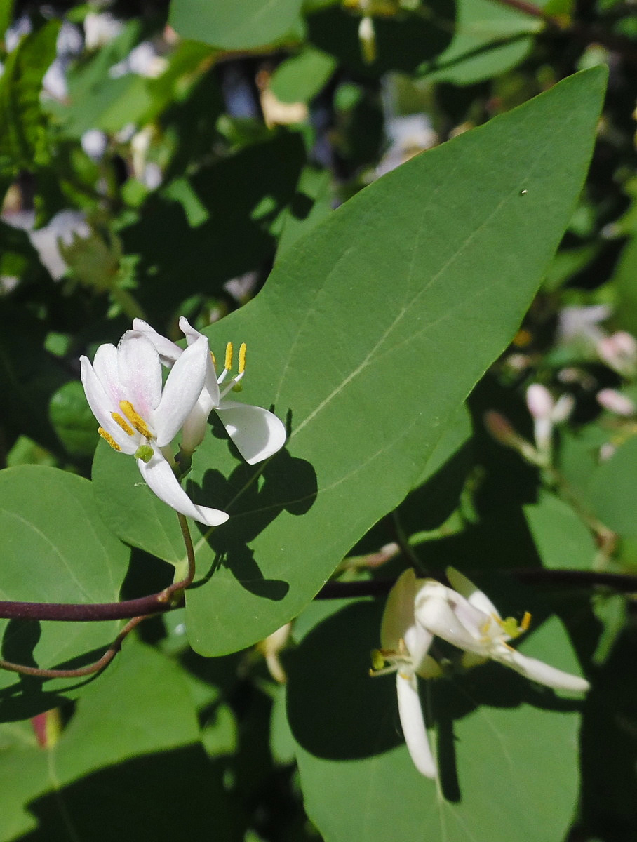 Изображение особи Lonicera tatarica.