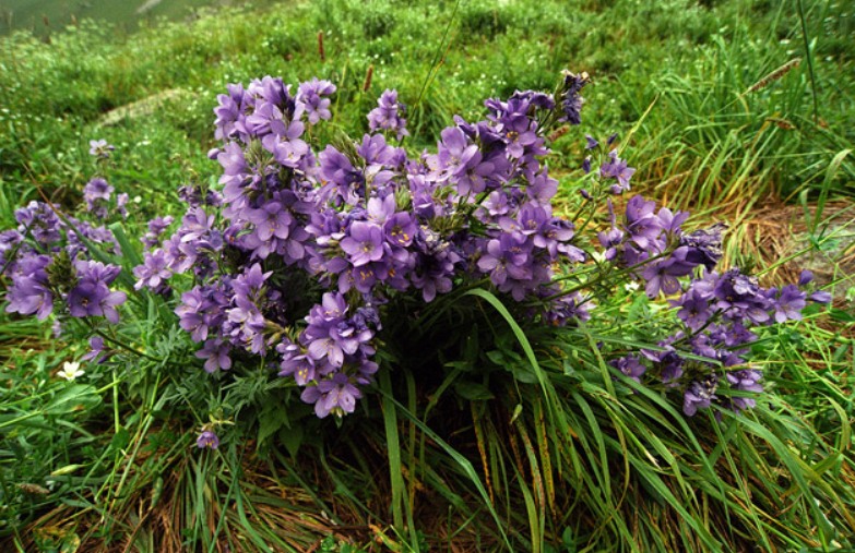 Image of Polemonium caucasicum specimen.