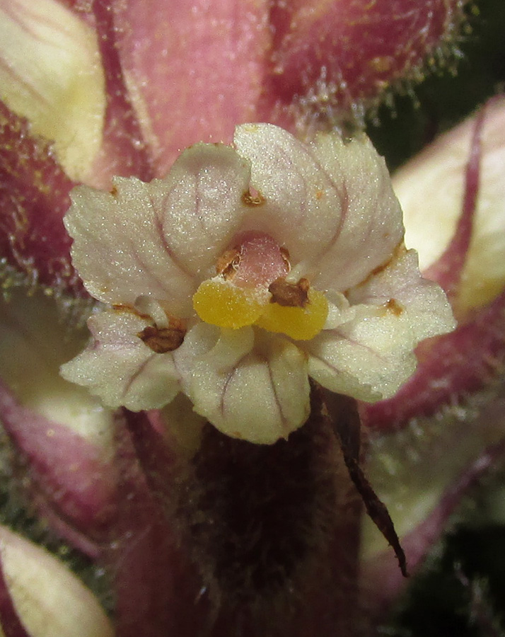 Изображение особи Orobanche hederae.