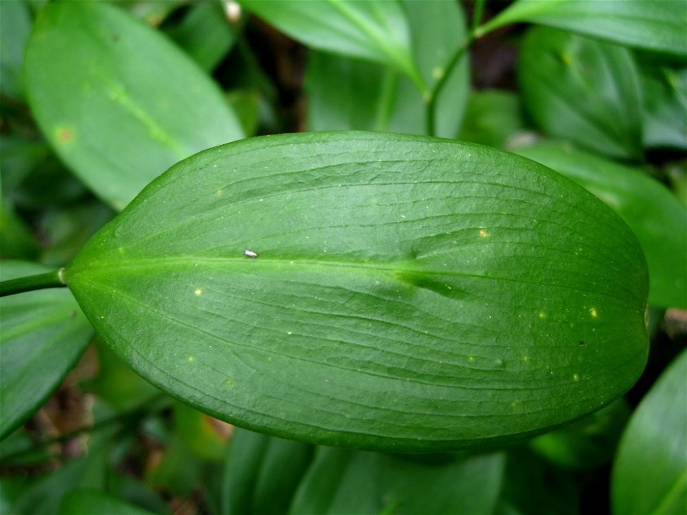 Image of Ruscus colchicus specimen.