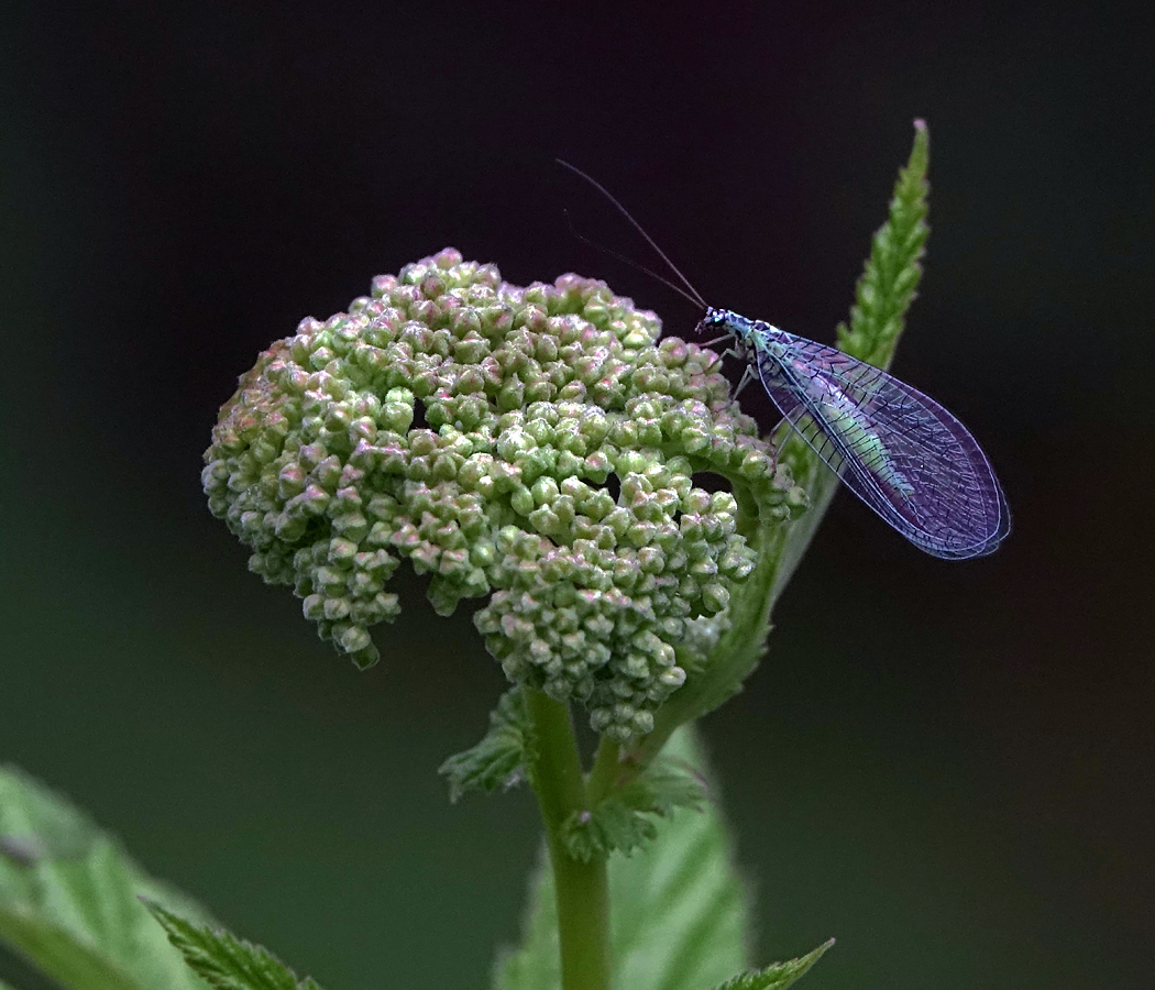 Изображение особи Filipendula ulmaria.