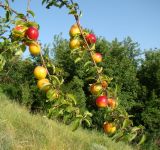 Prunus cerasifera. Ветки с плодами. Краснодарский край, г. Усть-Лабинск, склон правого берега р. Кубань, луг. 02.07.2017.