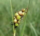 Carex melanostachya