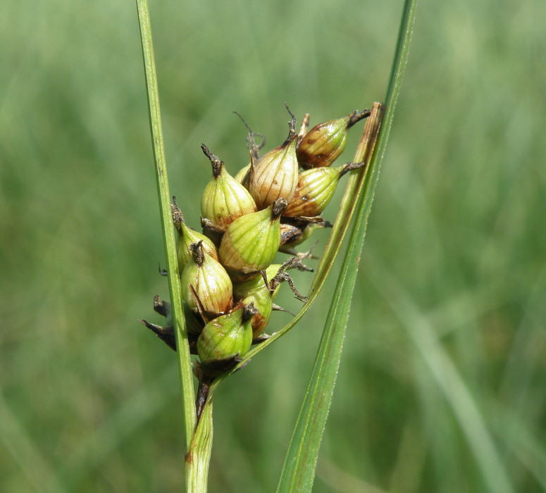 Изображение особи Carex melanostachya.