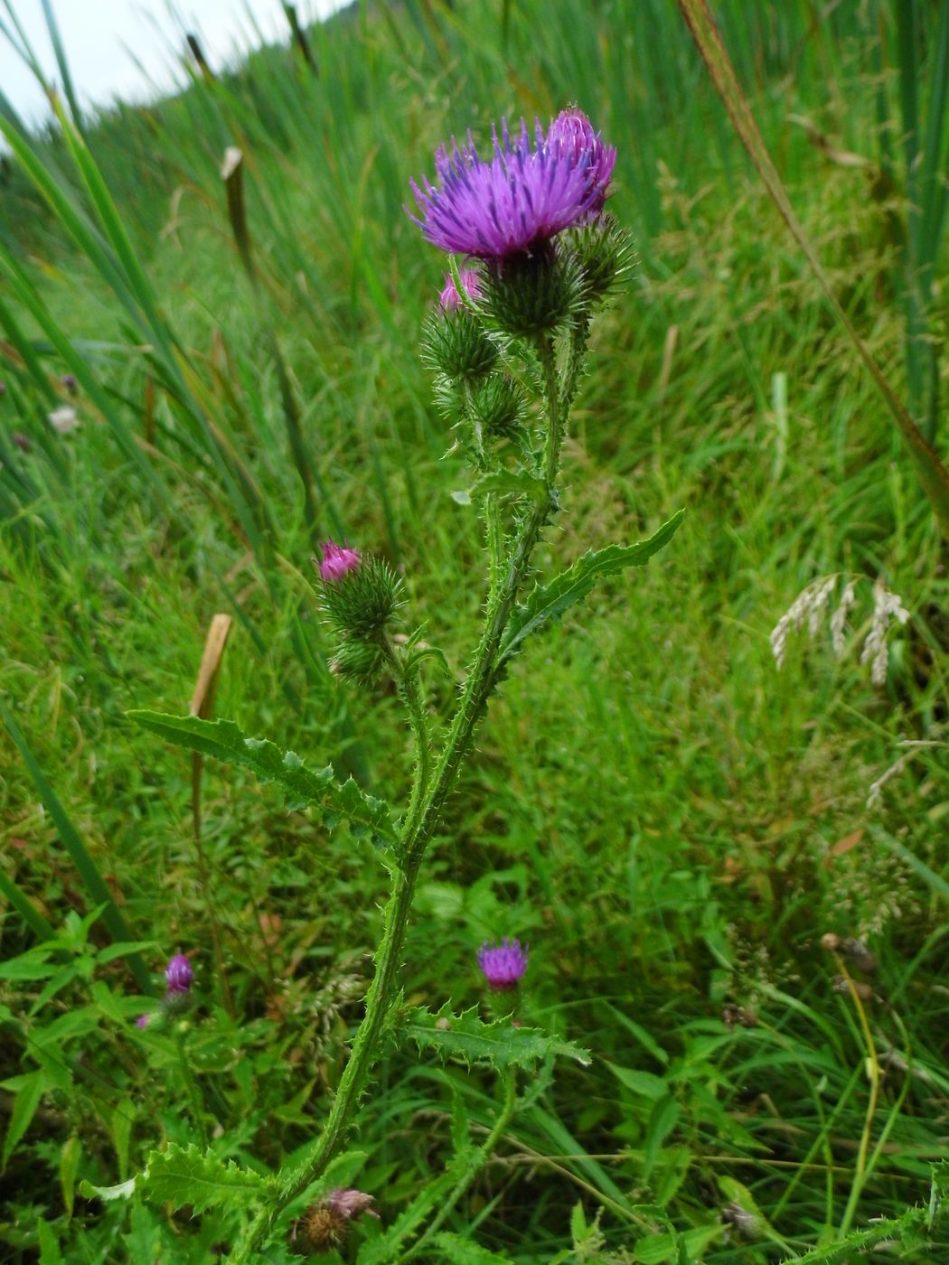 Изображение особи Carduus crispus.