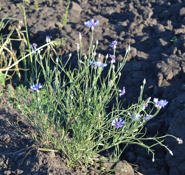 Изображение особи Centaurea cyanus.