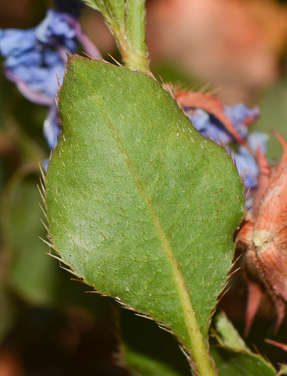 Изображение особи Ceratostigma willmottianum.