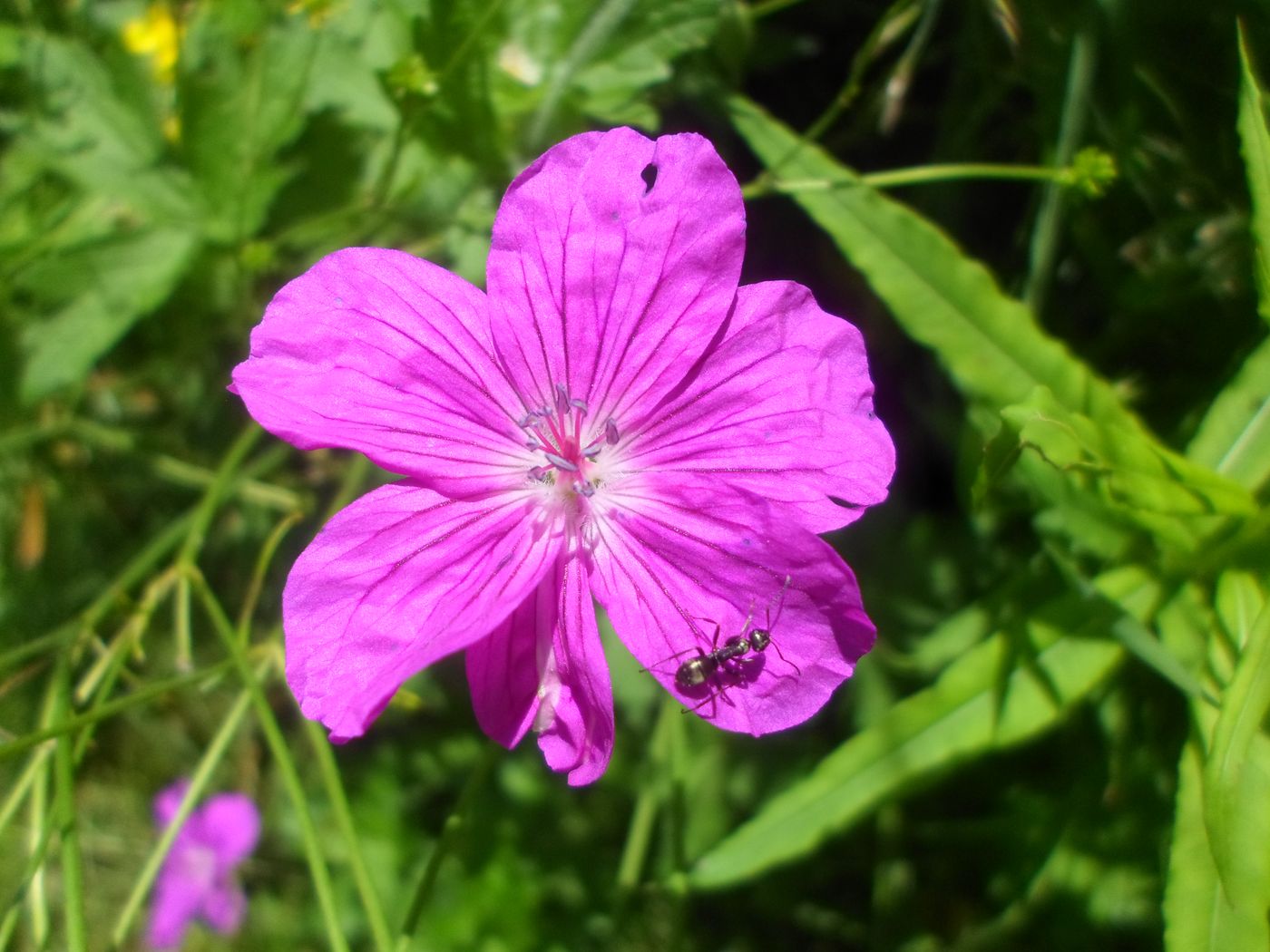 Изображение особи Geranium palustre.