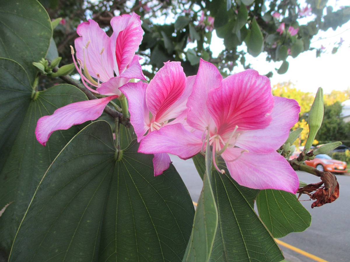 Изображение особи Bauhinia variegata.