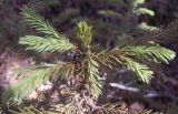Picea obovata. Верхушка молодого растения. Башкирия, окр. Белорецка, гора Мраткина, западный склон. Сосновый лес. Последняя декада апреля.