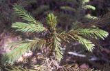 Picea obovata