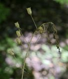 Ornithogalum ponticum. Верхушка плодоносящего растения. Крым, Севастополь, вершина Сапун-Горы, обочина грунтовой дороги, южный склон. 14.08.2017.