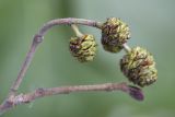 Alnus incana