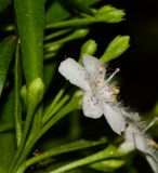 Myoporum parvifolium