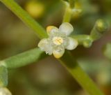 Tetraena coccinea