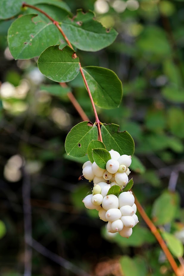 Image of Symphoricarpos albus var. laevigatus specimen.