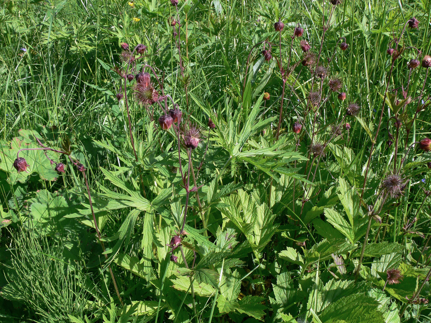 Image of Geum rivale specimen.