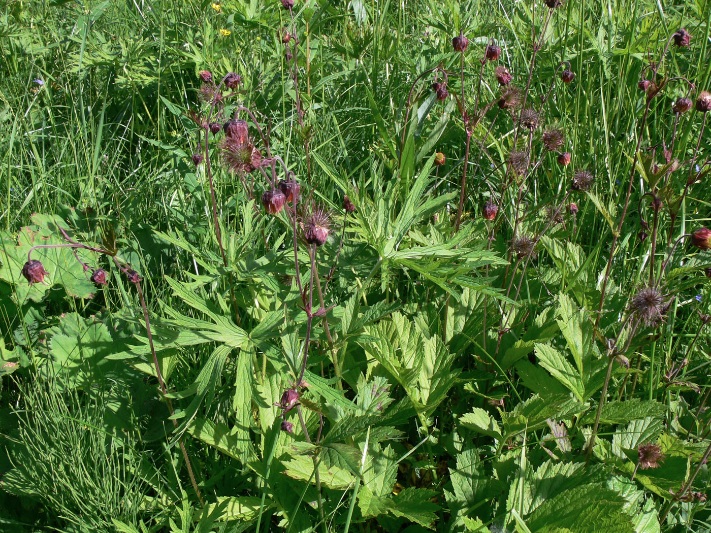 Image of Geum rivale specimen.