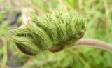 Erodium manescavi