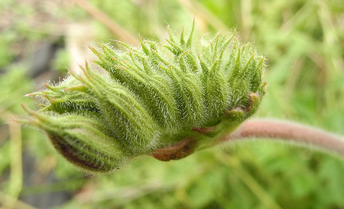 Image of Erodium manescavi specimen.