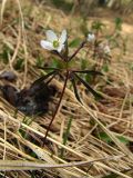 Anemone debilis