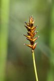 Carex dioica