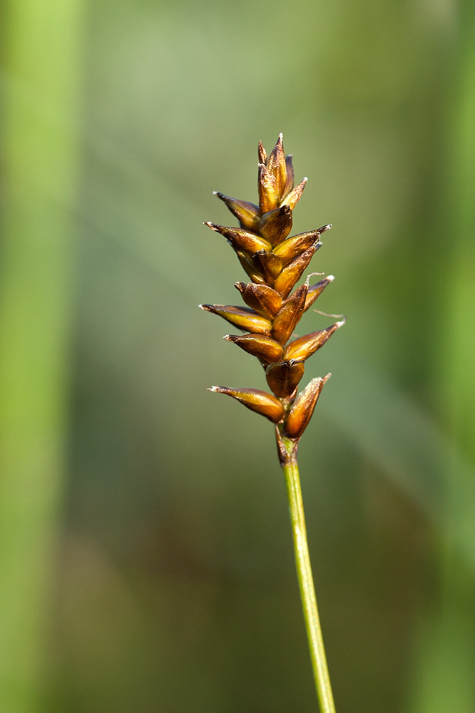 Image of Carex dioica specimen.