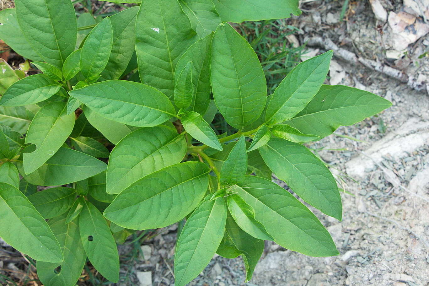 Image of Phytolacca americana specimen.