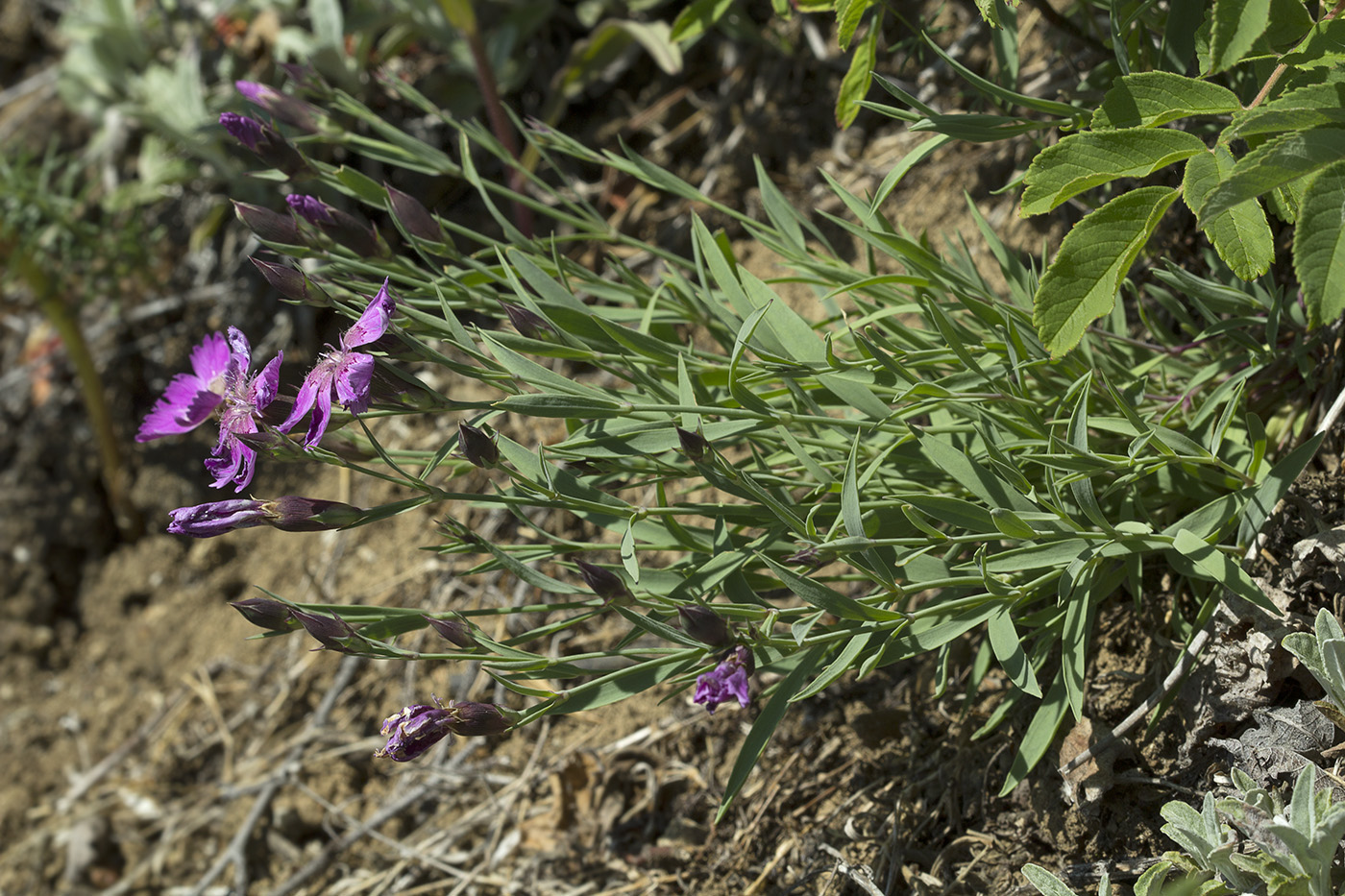 Изображение особи Dianthus chinensis.