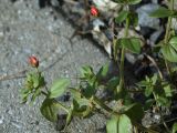 Anagallis arvensis