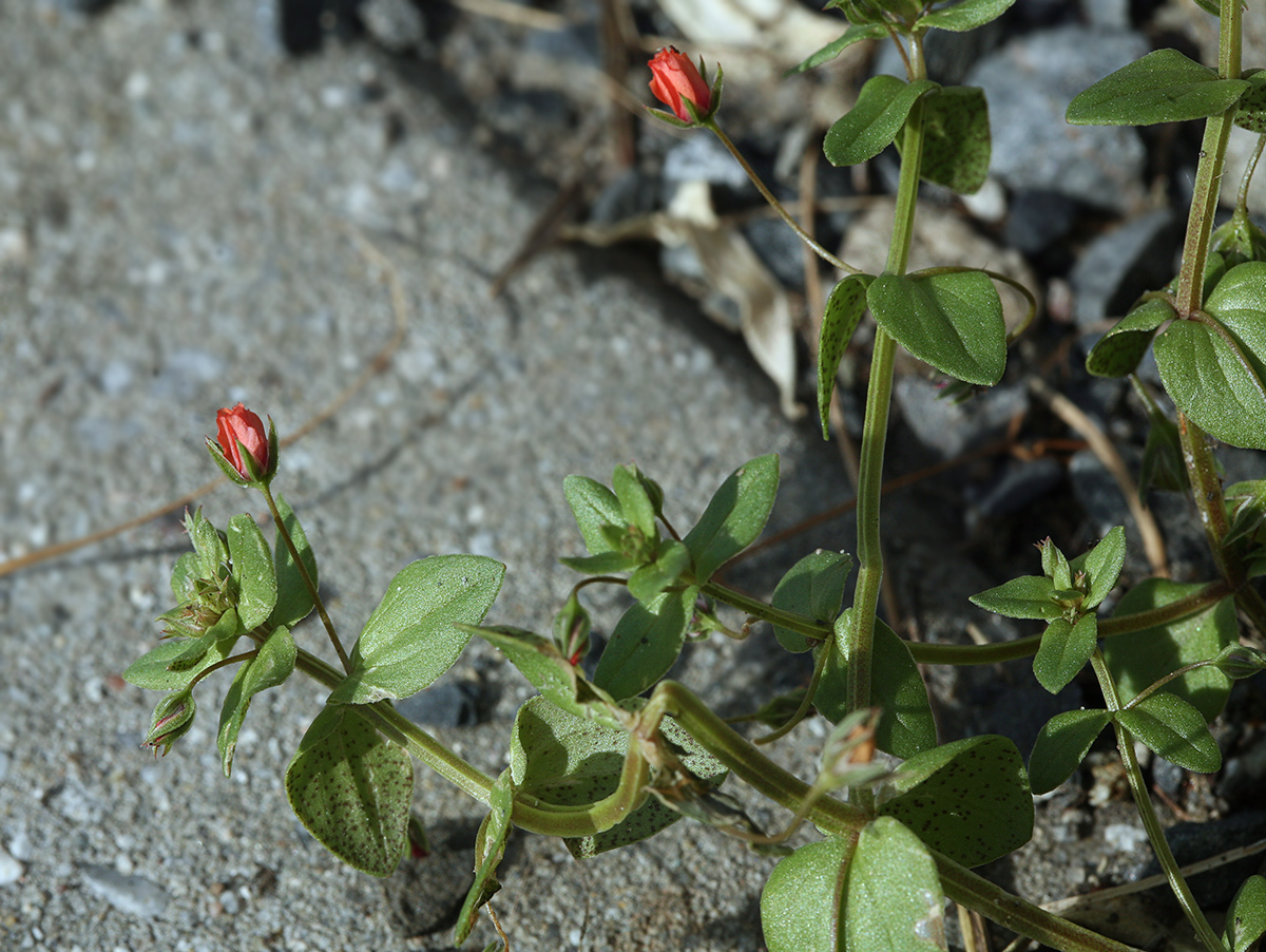 Image of Anagallis arvensis specimen.