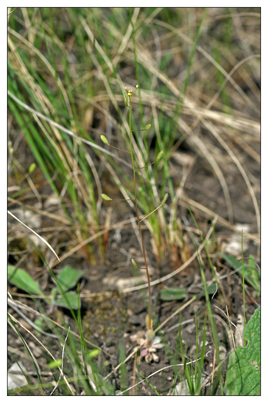 Изображение особи Draba nemorosa.