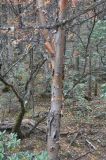 Betula albosinensis