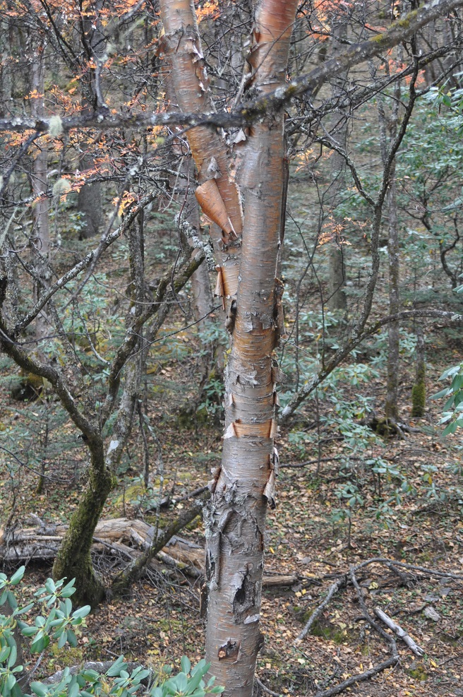 Image of Betula albosinensis specimen.