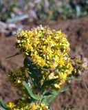 Solidago paramuschirensis. Отцветающее соцветие. Камчатский край, Елизовский р-н, стоянка \"Вилючинский перевал\", горная тундра. 30.08.2016.