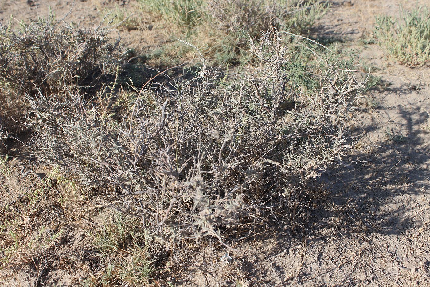 Image of Convolvulus fruticosus specimen.