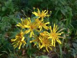 Hieracium virosum. Соцветия. Свердловская обл., окр. г. Североуральск, сосновый лес. 08.08.2017.
