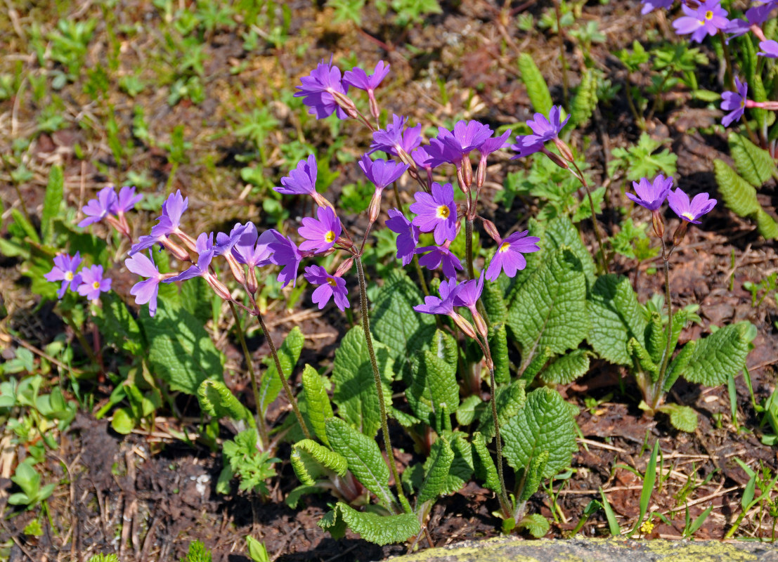 Image of Primula amoena specimen.