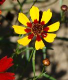 Coreopsis tinctoria