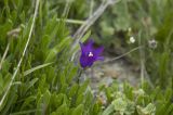 Campanula aucheri